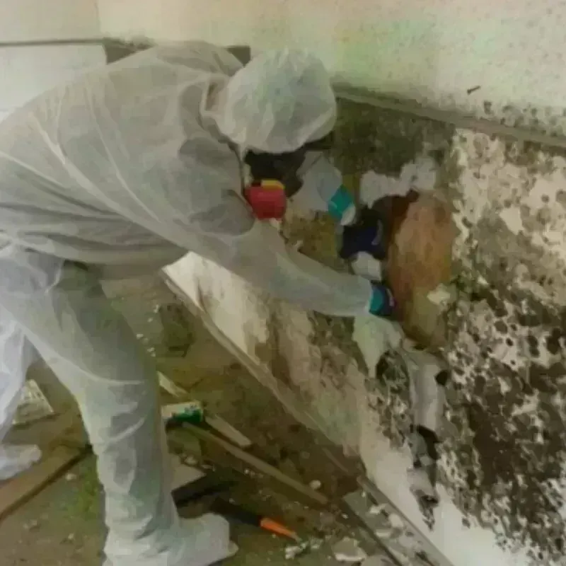 Mold Remediation and Removal in Sunset, UT